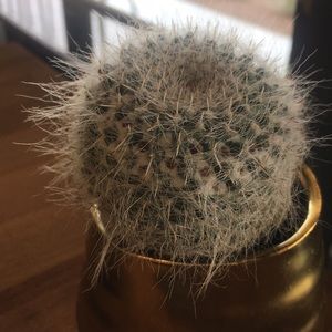 Meet your Posher, Jerry